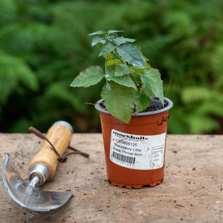 Lowberry® Blackberry 'Little Black Prince'