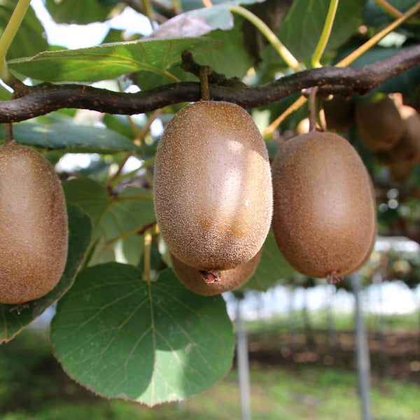 Kiwi Bush 'Jenny'