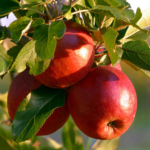 Apple 'Scrumptious'
