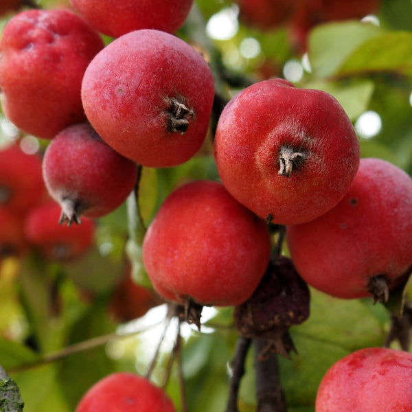 Crab Apple 'Jelly King'