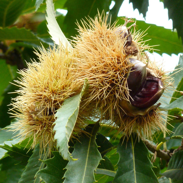 Sweet Chestnut 'Castan Satvia'