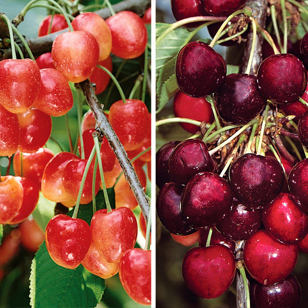 Cherry Twin 'Hedelfinger & Variks Black'