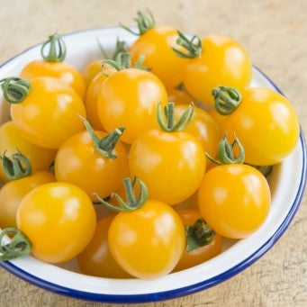 Tomato Seeds Greenhouse Collection