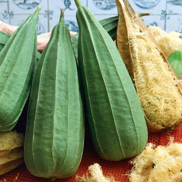 Loofah Plant