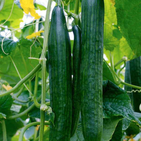 Cucumber 'Euphya'