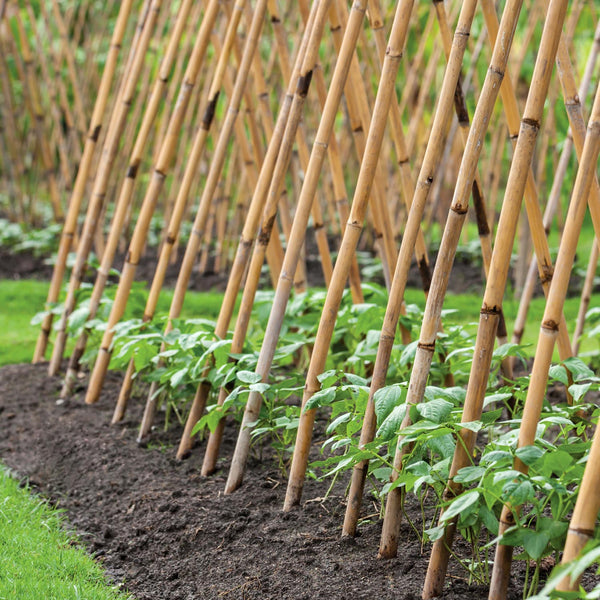 Bamboo Canes