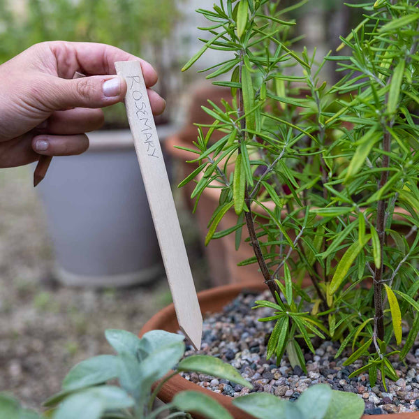 Wooden Plant Pencil and Labels Set 20cm