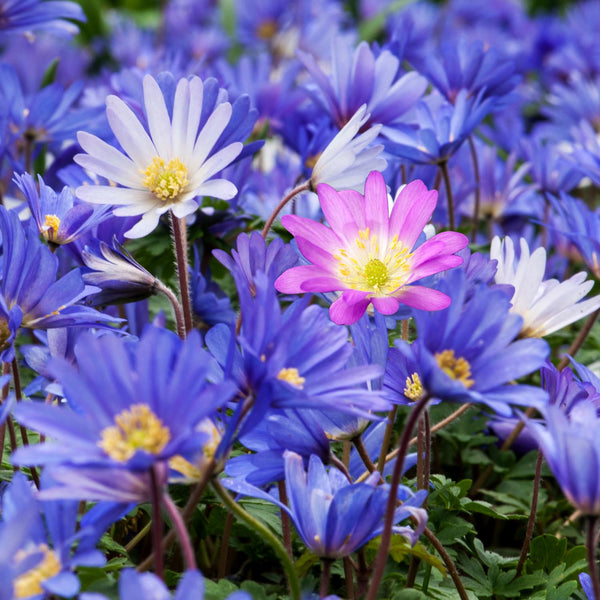 Anemone 'Blanda Mixed'