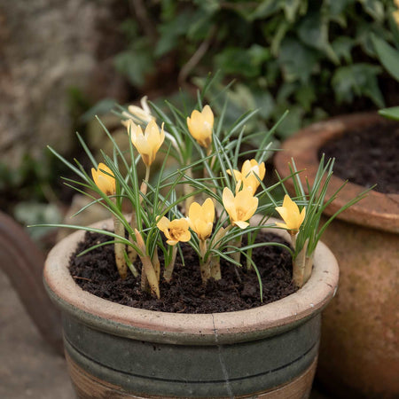 Crocus 'Cream Beauty'