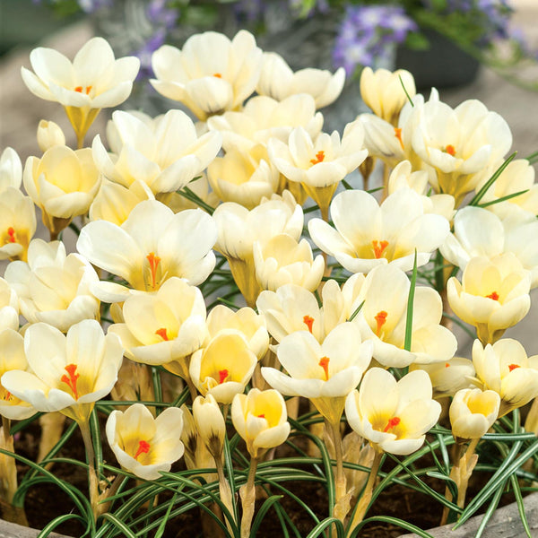 Crocus 'Cream Beauty'