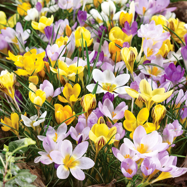 Crocus  'Mixed Species'