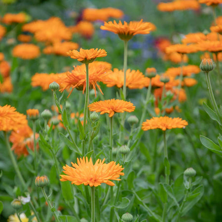 Calendula Seeds 'Needles And Pins'