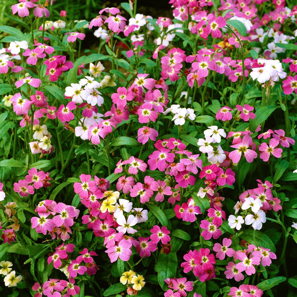 Stocks Seeds 'Virginia Stardust Mix'