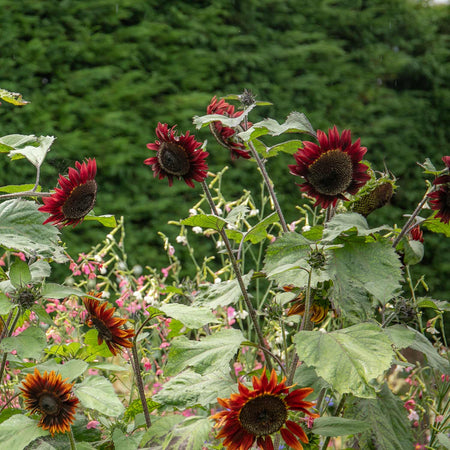Sunflower Seeds 'Vincent's Mix'