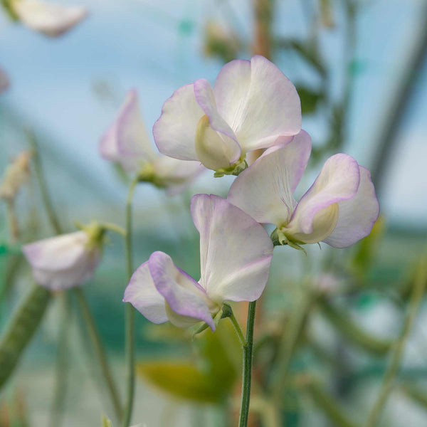 Sweet Pea Seeds 'April In Paris'
