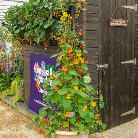 Nasturtium Seeds 'Whirlybird Mix'