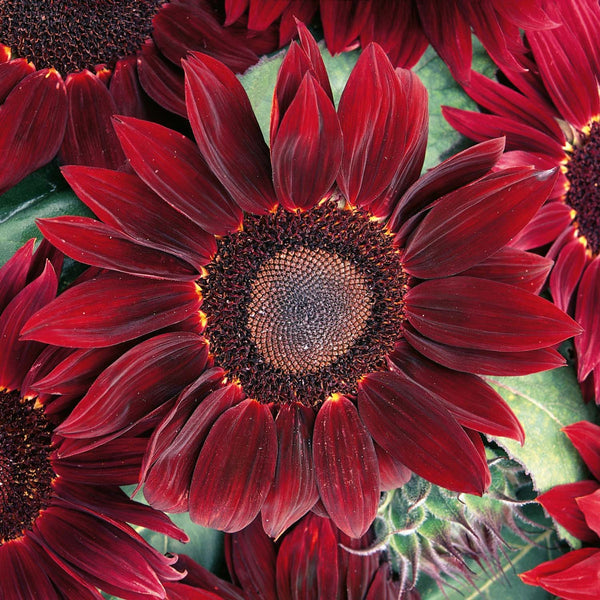 Sunflower Seeds 'Rouge Royale'