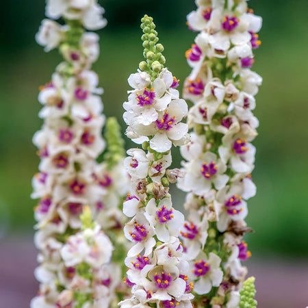 Unwins Verbascum Seeds 'Snowy Spires'