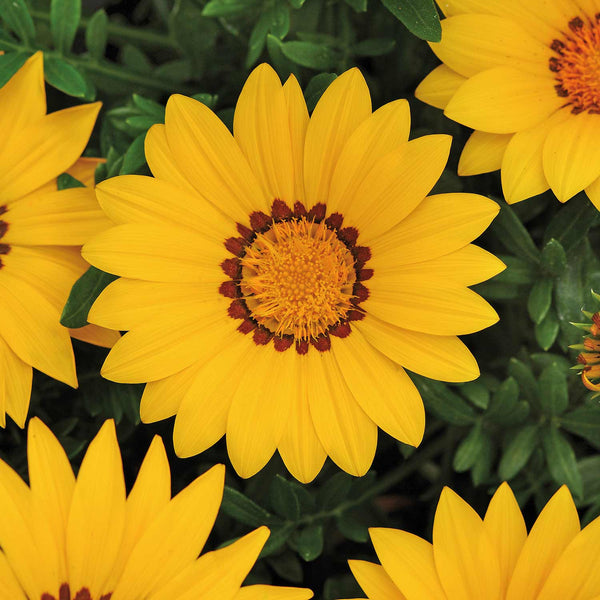 Gazania Seeds 'Daybreak XP Yellow'