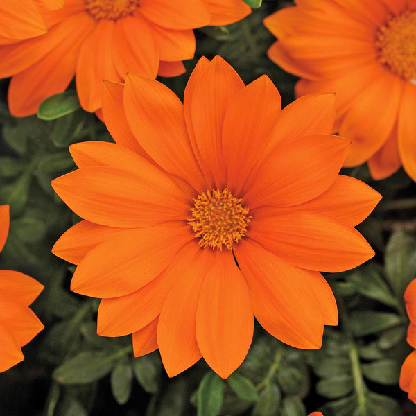 Gazania Seeds 'Daybreak XP Clear Orange'