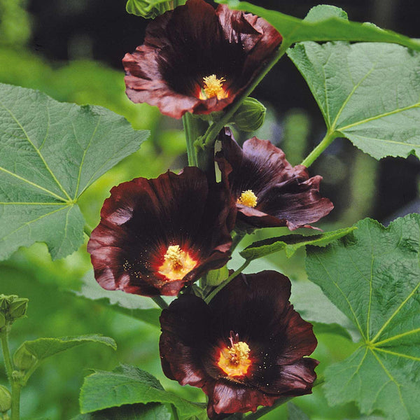 Hollyhock Seeds 'Spotlight Series Blacknight'