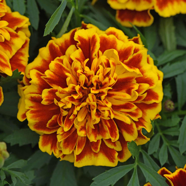 Marigold Seeds 'Bonanza Bee' (French)