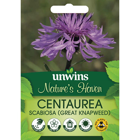 Centaurea Seeds 'Great Knapweed'
