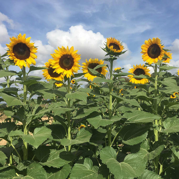 Sunflower Seeds 'Tall Timbers'