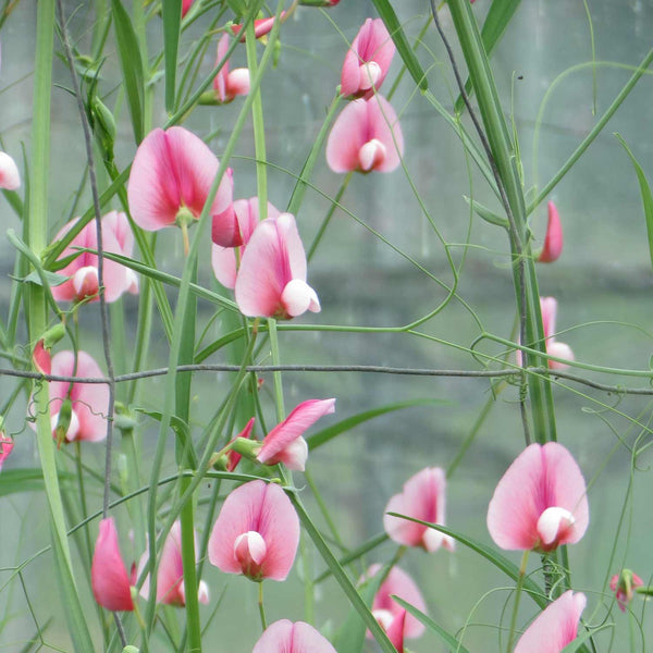 Lathyrus Seeds 'Roseus Pink'
