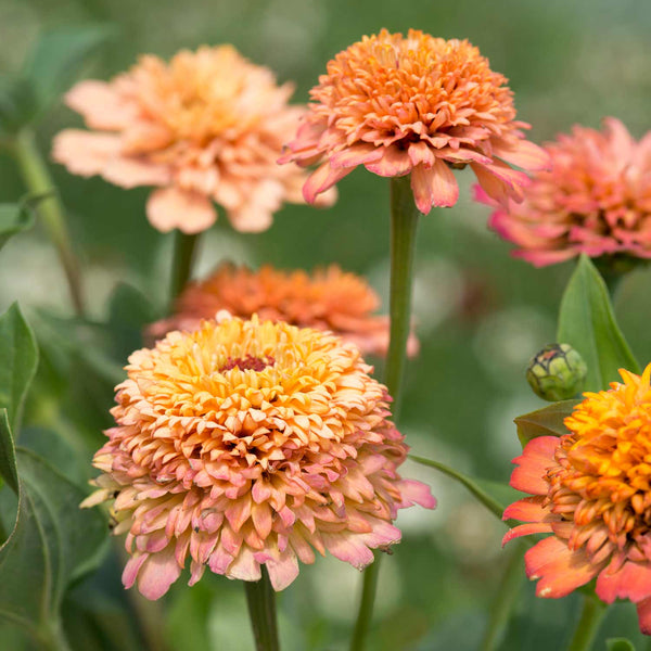 Zinnia Seeds 'Cresto Peachy Pink'