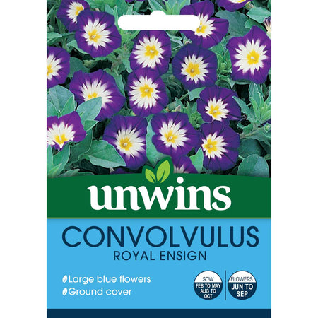 Convolvulus Seeds 'Royal Ensign'