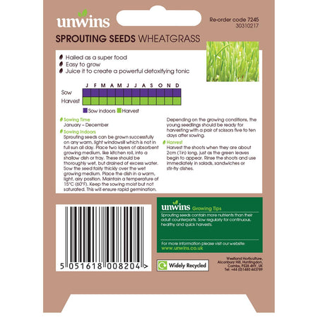 Wheatgrass Seeds 'Sprouting'