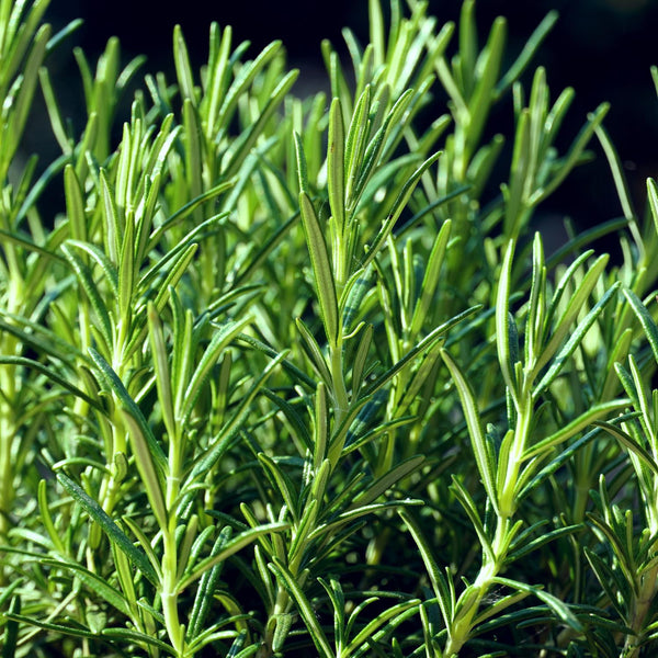 Rosemary Seeds