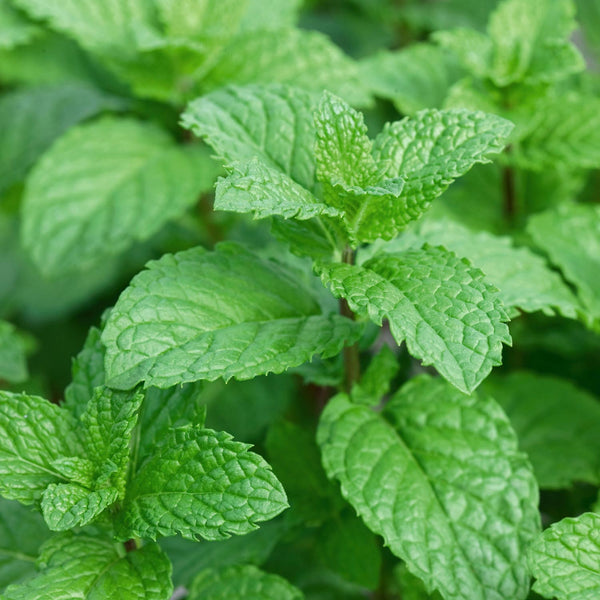 Unwins Garden Mint Seeds