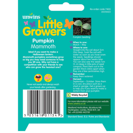 Pumpkin Seeds 'Mammoth'