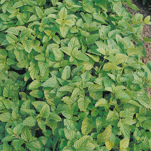 Lemon Balm Seeds Organic  'Melissa'