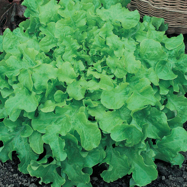 Lettuce Seeds Organic 'Salad Bowl'