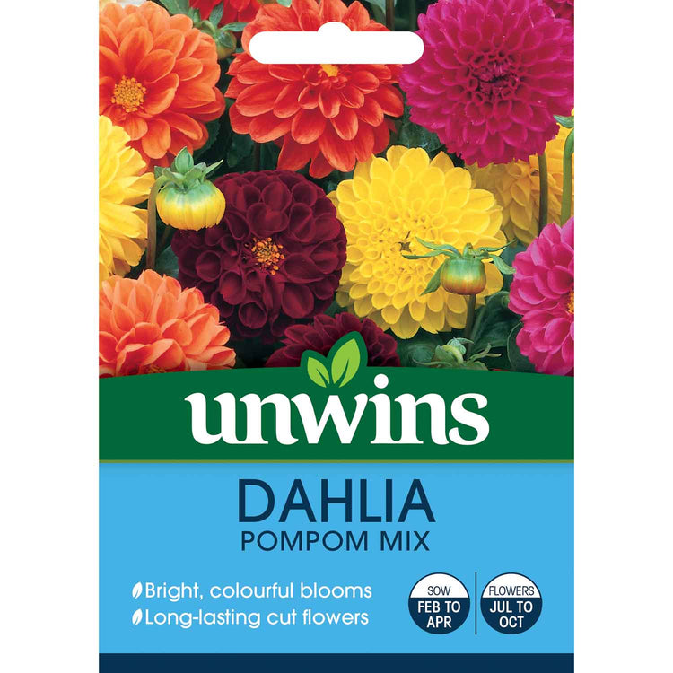 Dahlia Seeds 'Pompom Mix'