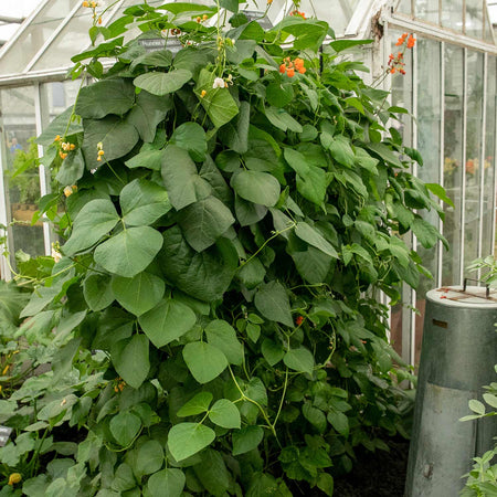 Runner Bean Seeds 'Enorma'