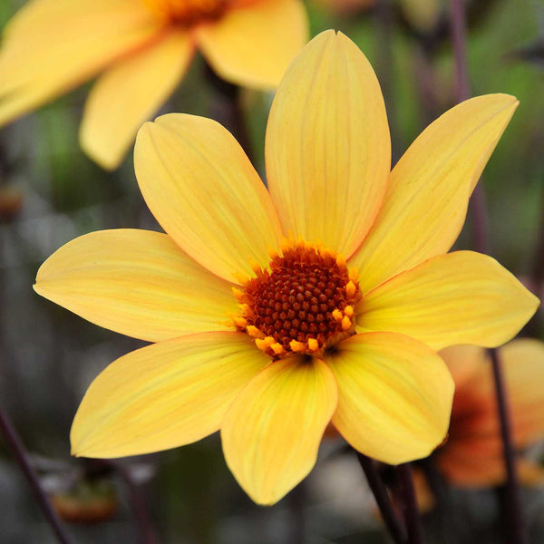 Dahlia Tuber 'Bishop of York'