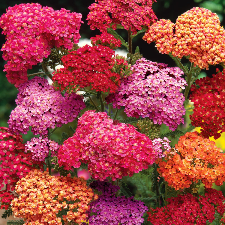 Marshalls 'Hot and Spicy Perennial Selection'