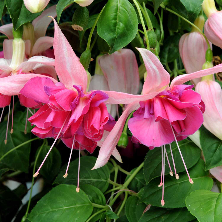 Fuchsia 'Giant-Flowered' Collection