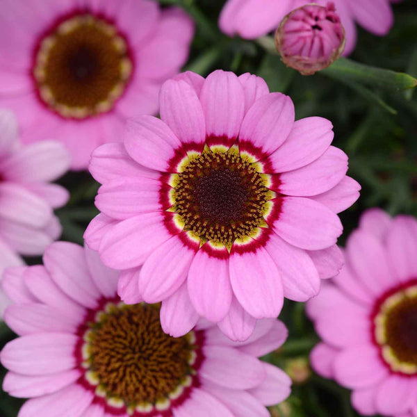 Argyranthemum Marguerite 'Grandaisy Pink Halo'