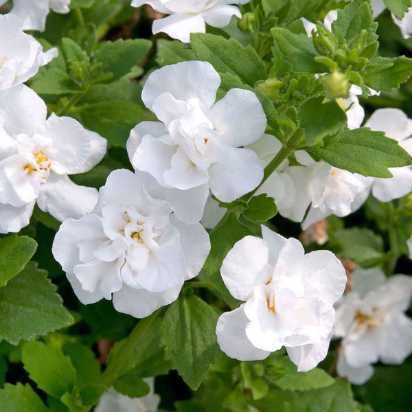 Bacopa 'Scopia Double Ballerina Snowball'