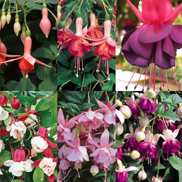 Fuchsia 'Marshalls Selection'