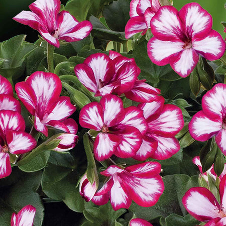 Marshalls 'Geranium Selection'