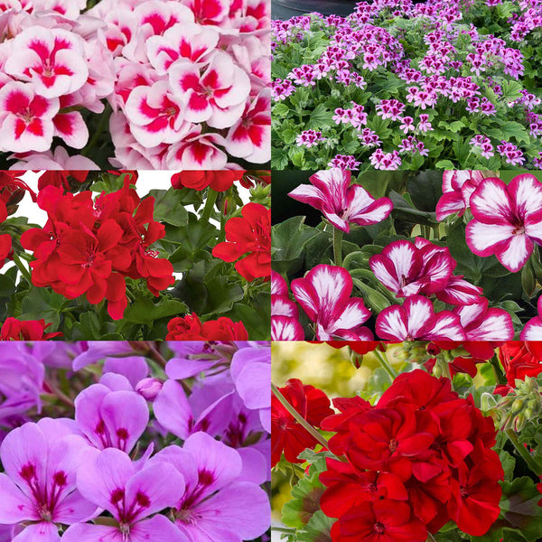 Marshalls 'Geranium Selection'