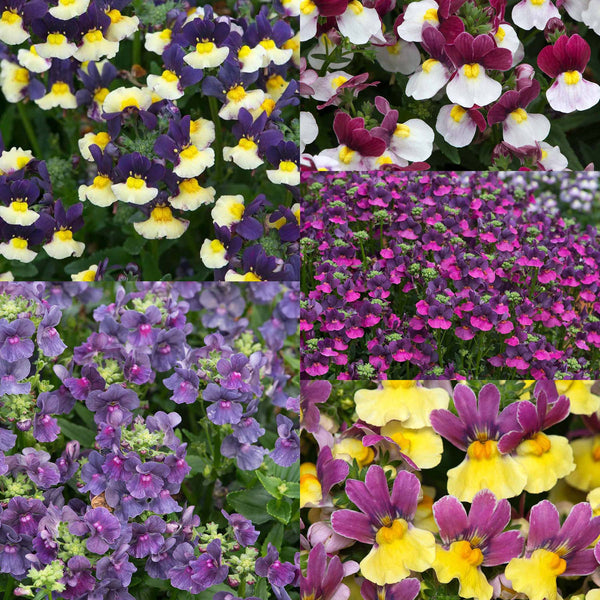 Marshalls 'Nemesia Selection'