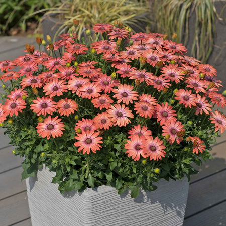 Osteospermum 'Serenity Coral Magic'