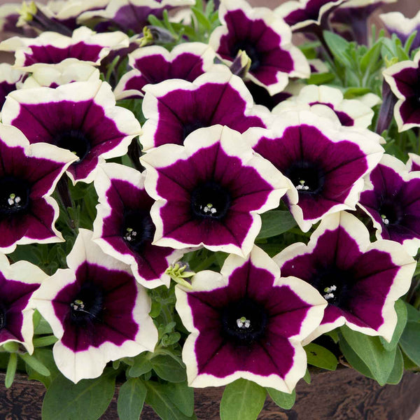 Petunia 'Rim Magenta'